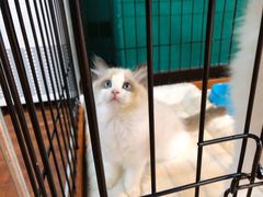 -猫十亿·布偶金渐层·曼基康矮脚猫舍(青年路店)
