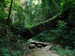 -西双版纳原始森林公园