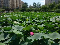 -前关湿地公园