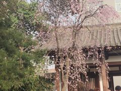 -西安青龙寺遗址景区