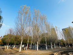 -长白岛森林公园