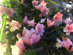 -楠柏弯休闲山庄(梨花溪店)