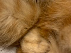 -中农国际动物医院24小时·猫科·骨科·急重症中心