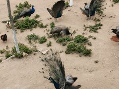 -西霞口神雕山野生动物世界