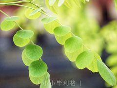 -湘子庙