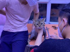 -喵百万·布偶·蓝金金渐层英短·猫舍(百子湾店)