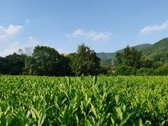 -随意茶庄·地道杭帮农家菜(梅家坞店)