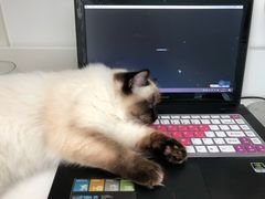 -东方名猫馆·英短金渐层布偶猫舍(环线广场1号楼店)