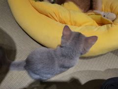 -逗柴咖啡屋·狗咖猫咖宠物桌游