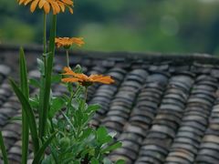 -杨家堂村