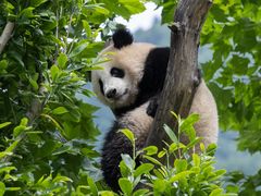 -卧龙中华大熊猫苑神树坪基地
