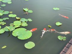 -鹅湖玫瑰文化园