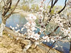 -桃花堤公园
