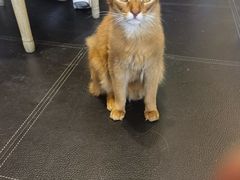 -猫小院猫主题餐厅(南锣旗舰店)