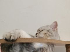 -猫友咖啡店(玉林西路店)