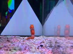 -暹罗海洋世界