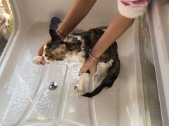 -十年猫舍·猫咪专门店(普陀店)