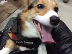 -爱侣宠医·鹦鹉专科·小型哺乳类·异宠专科(灵石路店)