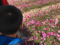 -歌斐颂巧克力小镇