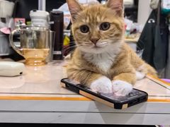 -纳吉亚猫专科动物诊疗中心(蒋宅口分院)