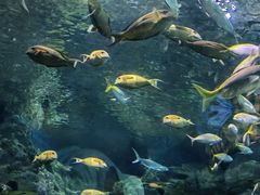 -上海海洋水族馆