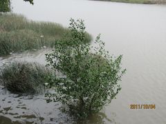 -大湾区中央湿地公园