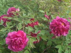 -有喜胶东小馆(太申祥和店)