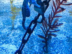 -上海海洋水族馆