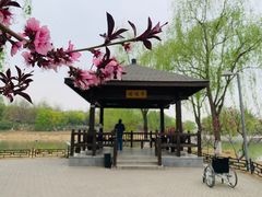 -大兴滨河森林公园