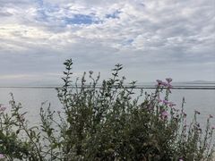 -贡湖湾湿地公园