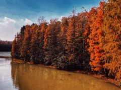 -上海海湾国家森林公园