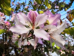 -深圳国际园林花卉博览园