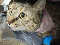 -纳吉亚猫专科动物诊疗中心(蒋宅口分院)