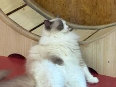 -和它·交个朋友·狗咖猫咖(爱琴海店)