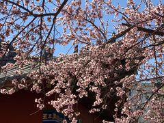 -桃花堤公园
