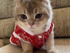 -Bastet sally猫舍购宠(静安店)
