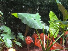 -海南热带野生动植物园