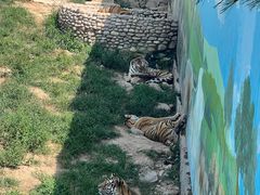 -西霞口神雕山野生动物世界