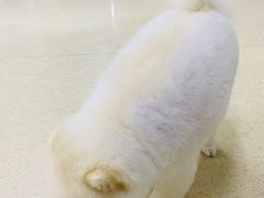 -北京观赏动物医院·24小时大型综合·猫专科·异宠专科