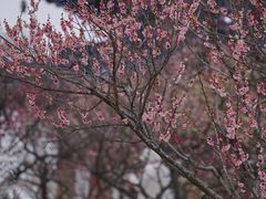 -梅花山(明孝陵内)