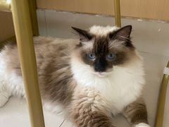 -鼓捣猫呢主题猫咖店