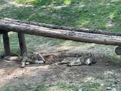 -北京野生动物园