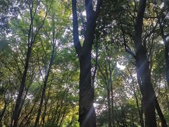 -杭州半山国家森林公园