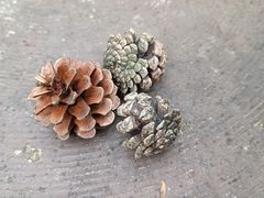 -铁山坪森林公园