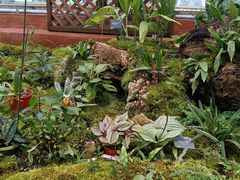 -国家植物园南园