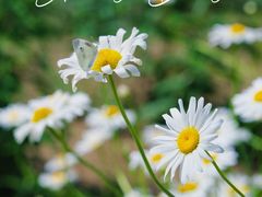 -上海滨江森林公园