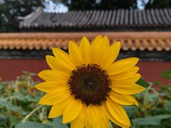 -花家怡园(四合院总店)