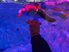 -芜湖新华联大白鲸海洋公园