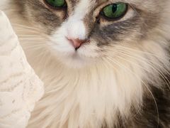 -有喵·猫咖·狗咖·30几只猫10只小狗(岗厦店)