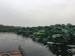 -荷塘月色湿地公园·向阳花洲